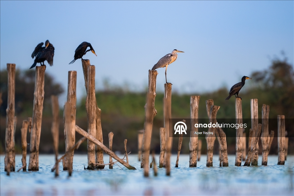 Balıkçıl kuşların sabah mesaisi