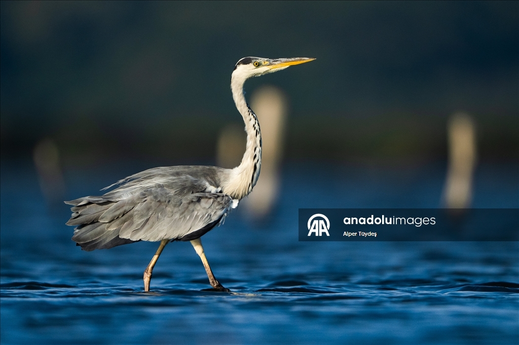 Balıkçıl kuşların sabah mesaisi