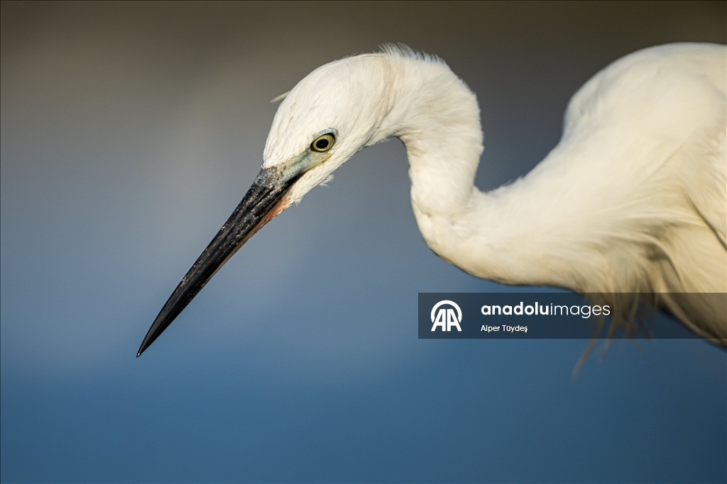 Balıkçıl kuşların sabah mesaisi