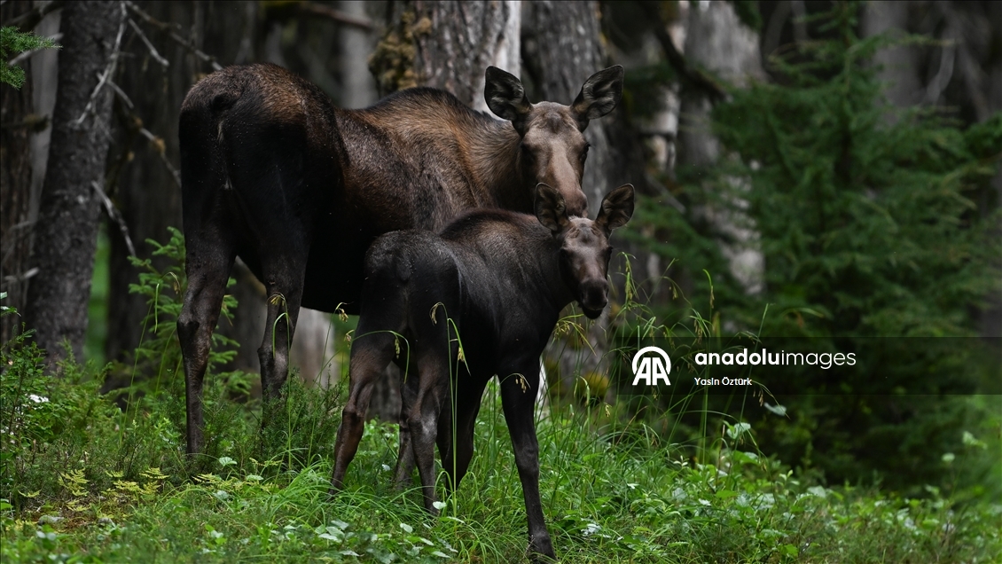 Alaska’nın Girdwood bölgesindeki Kanada geyikleri görüntülendi 