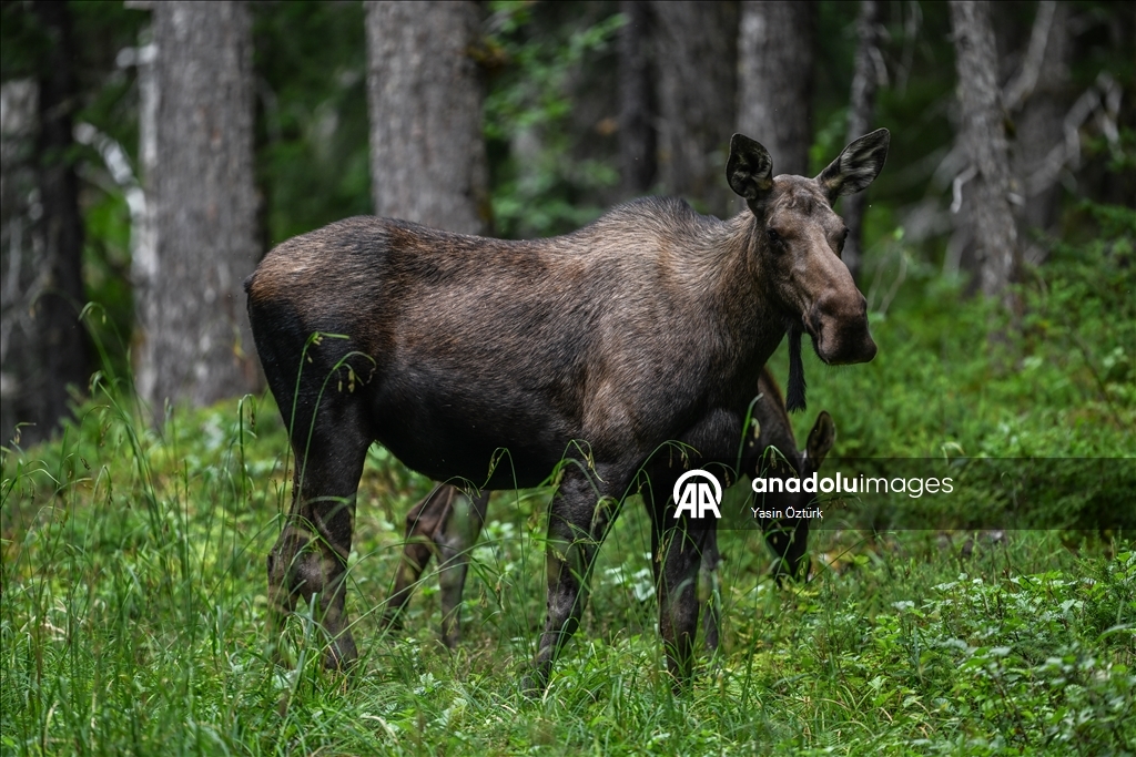 Alaska’nın Girdwood bölgesindeki Kanada geyikleri görüntülendi 