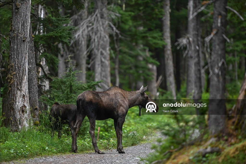 Alaska’nın Girdwood bölgesindeki Kanada geyikleri görüntülendi 