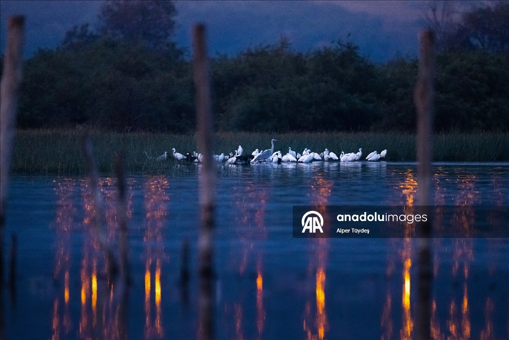 Balıkçıl kuşların sabah mesaisi