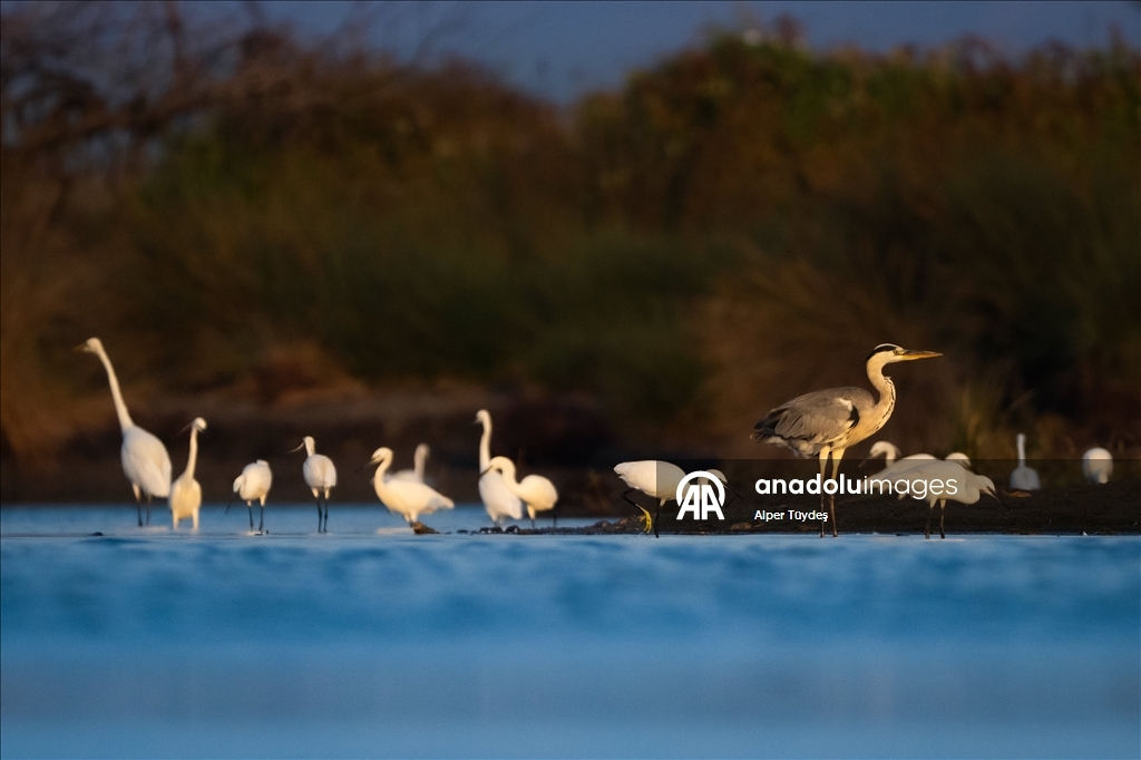 Balıkçıl kuşların sabah mesaisi