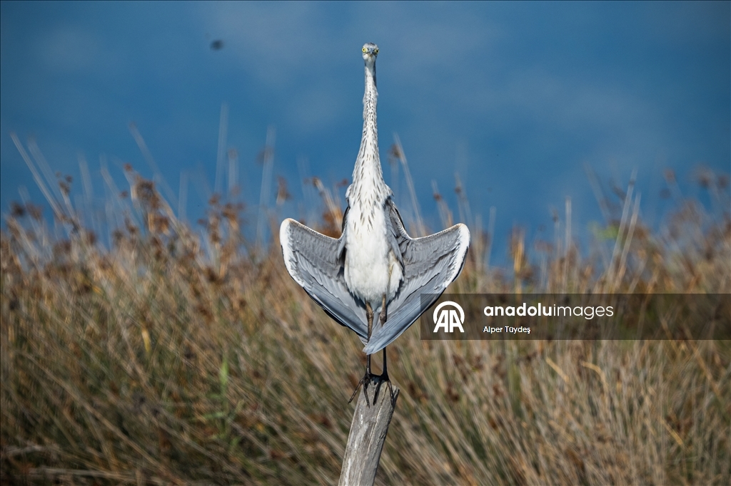 Balıkçıl kuşların sabah mesaisi