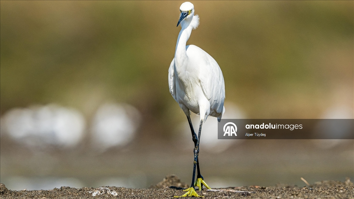 Balıkçıl kuşların sabah mesaisi