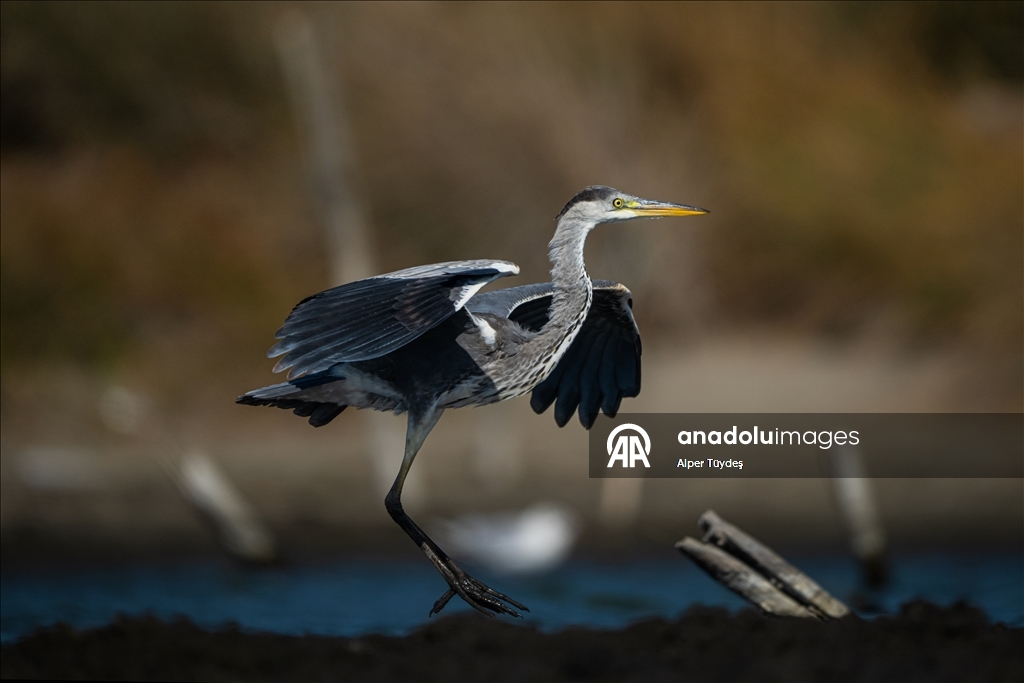 Balıkçıl kuşların sabah mesaisi