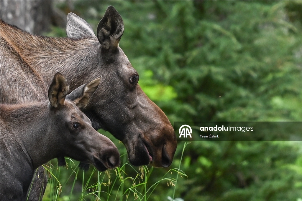Alaska’nın Girdwood bölgesindeki Kanada geyikleri görüntülendi 