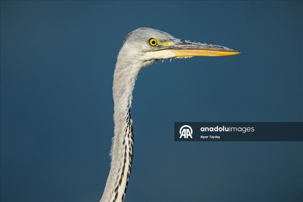 Balıkçıl kuşların sabah mesaisi