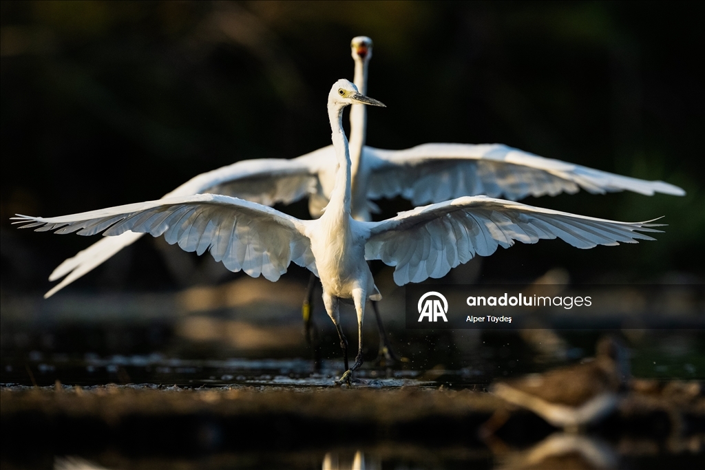 Balıkçıl kuşların sabah mesaisi