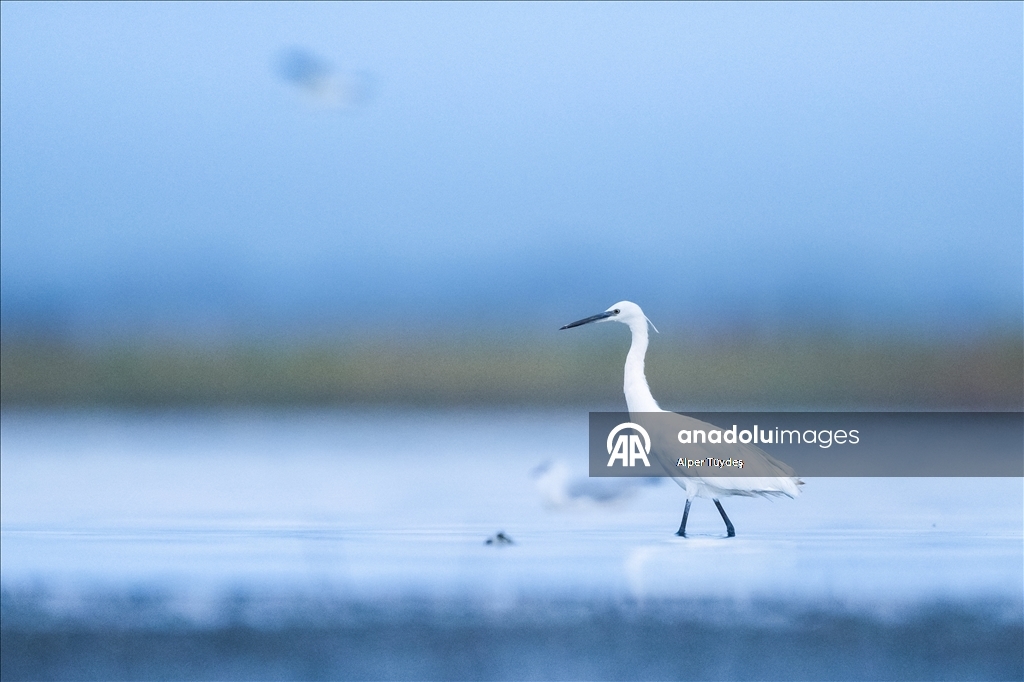 Balıkçıl kuşların sabah mesaisi