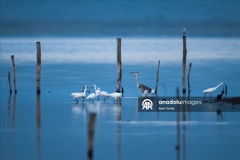 Balıkçıl kuşların sabah mesaisi