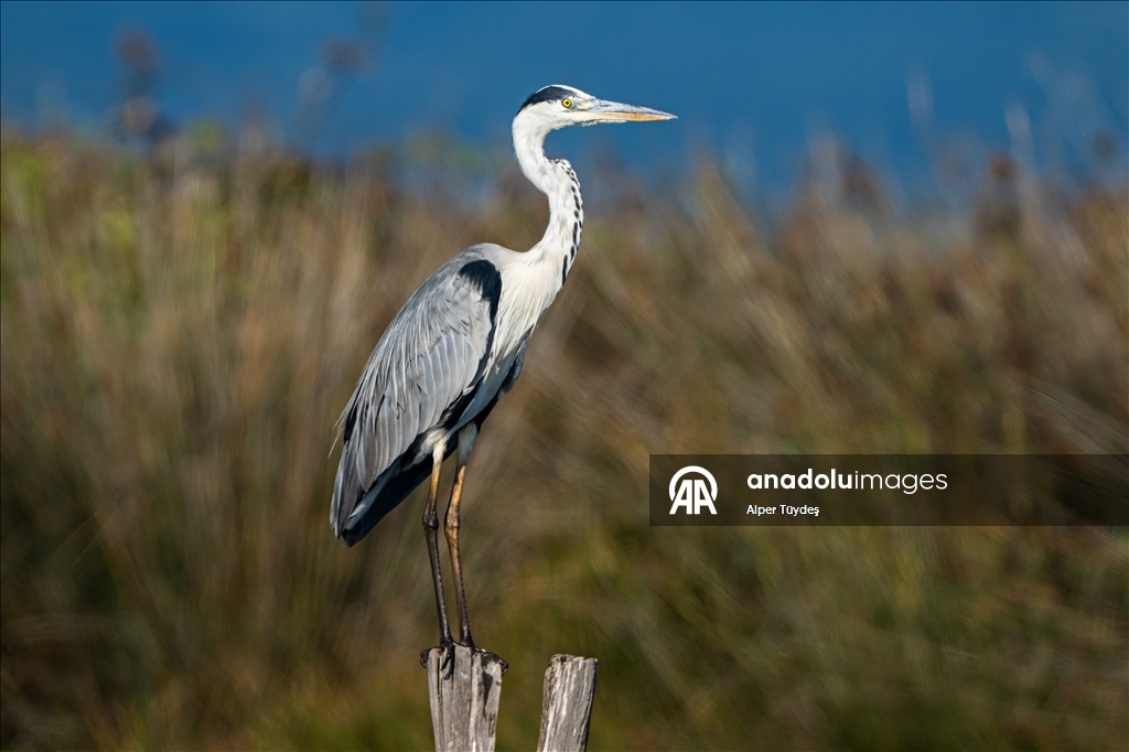 Balıkçıl kuşların sabah mesaisi