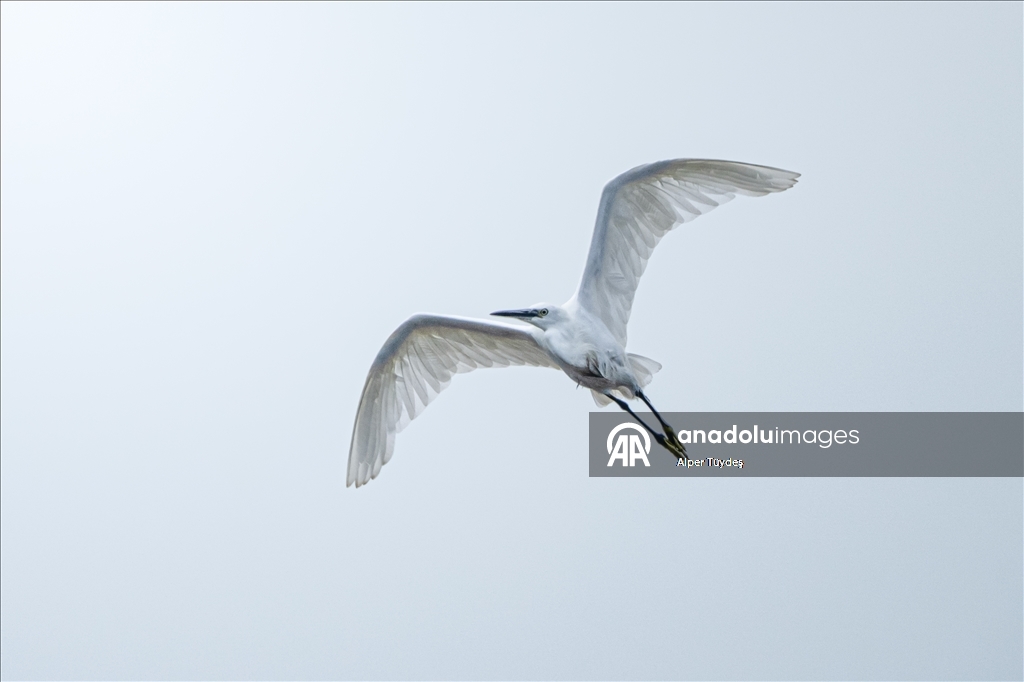 Balıkçıl kuşların sabah mesaisi