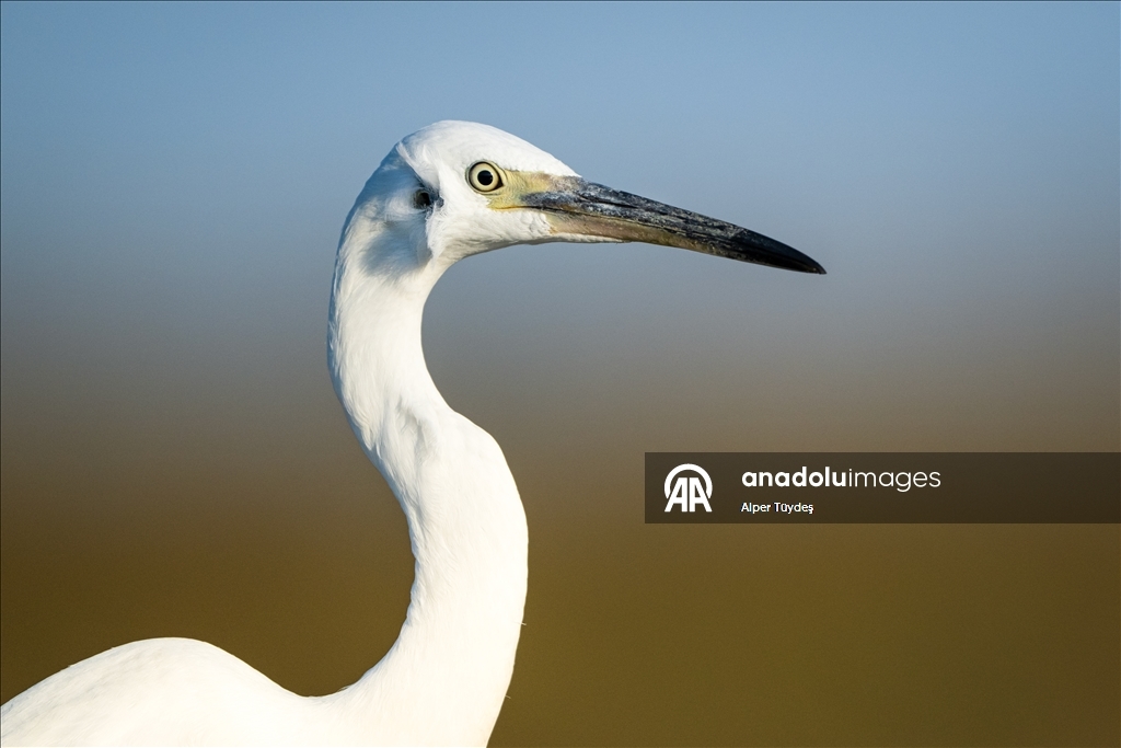 Balıkçıl kuşların sabah mesaisi