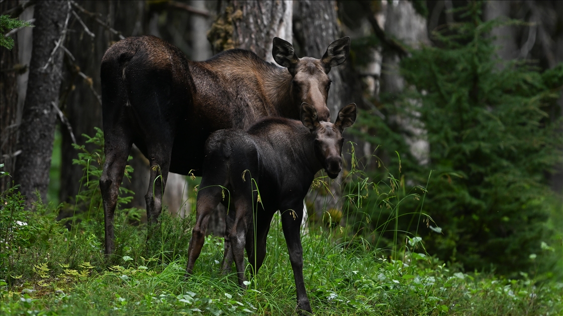 Alaska’nın Girdwood bölgesindeki Kanada geyikleri görüntülendi