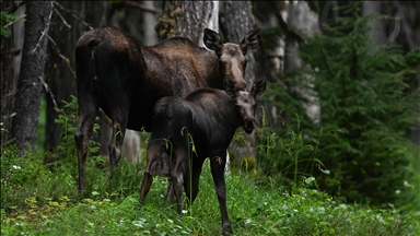 Alaska’nın Girdwood bölgesindeki Kanada geyikleri görüntülendi