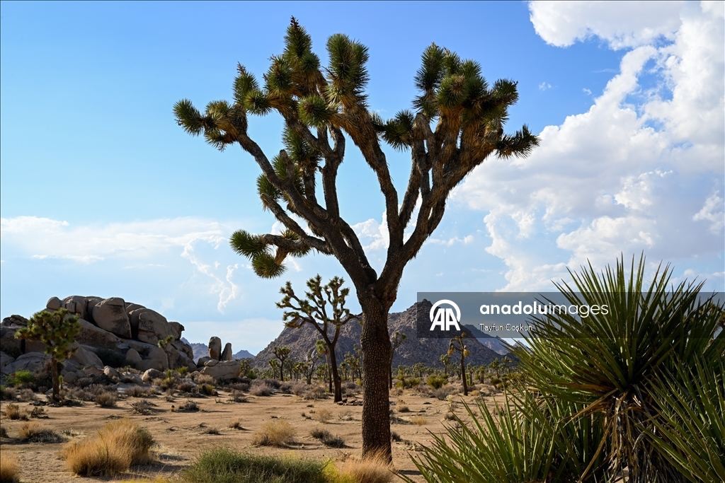 Kaliforniya’daki Joshua Tree Ulusal Parkı