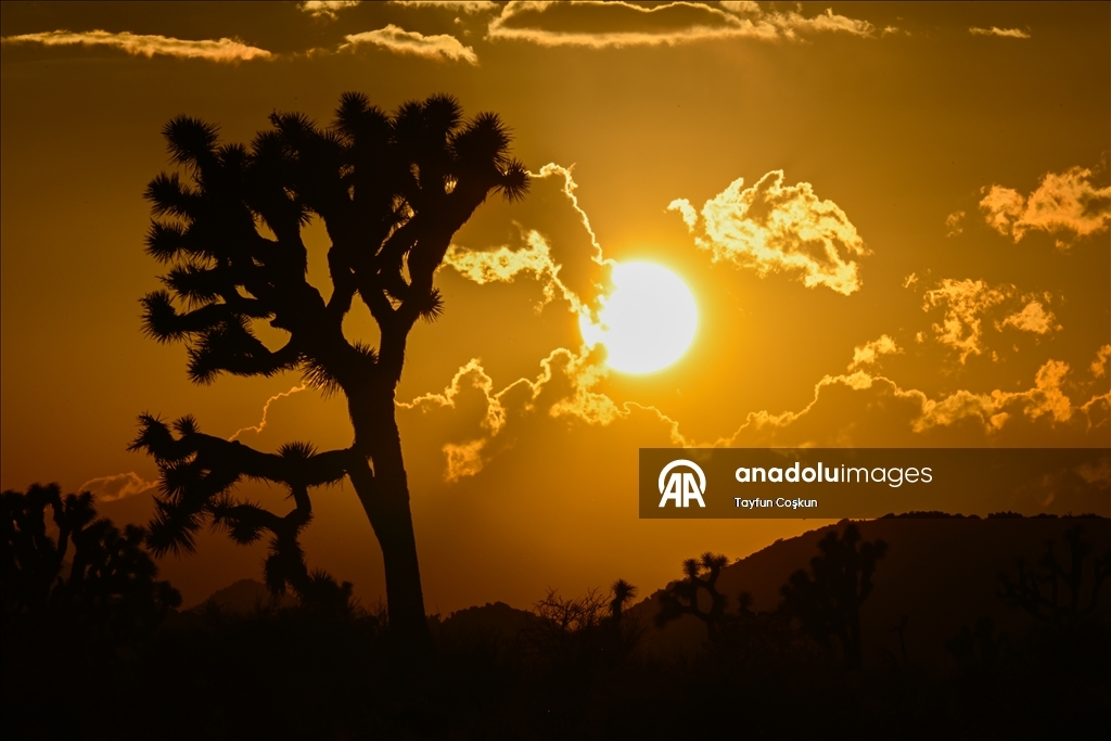 California’daki Joshua Tree Ulusal Parkı’nda gün batımı