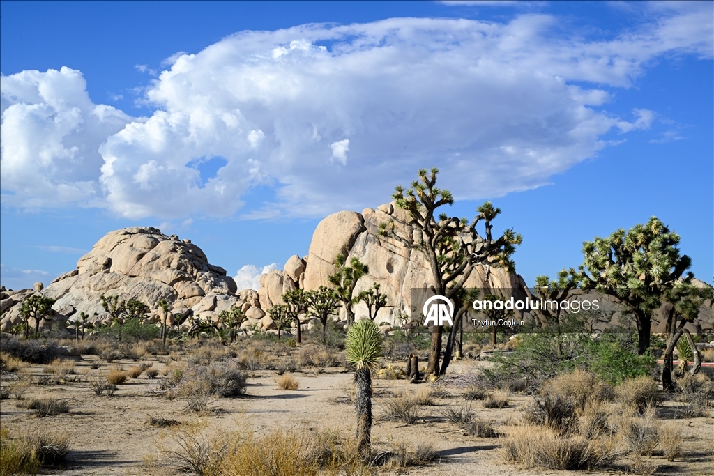 Kaliforniya’daki Joshua Tree Ulusal Parkı