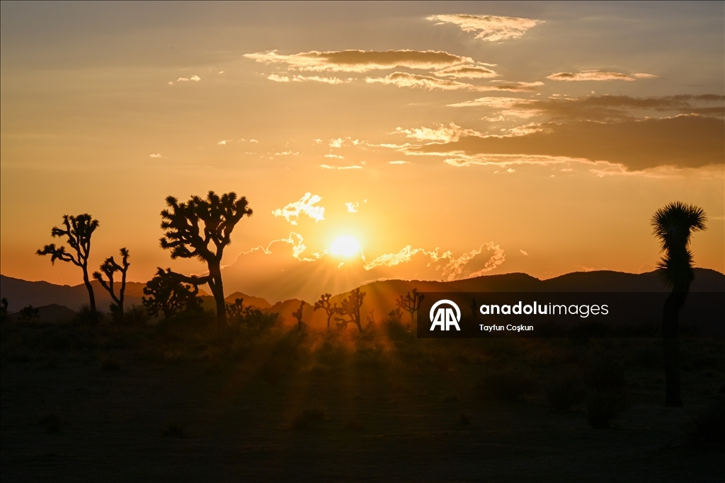 California’daki Joshua Tree Ulusal Parkı’nda gün batımı