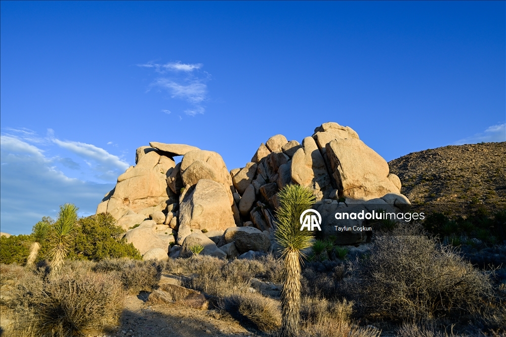 Kaliforniya’daki Joshua Tree Ulusal Parkı