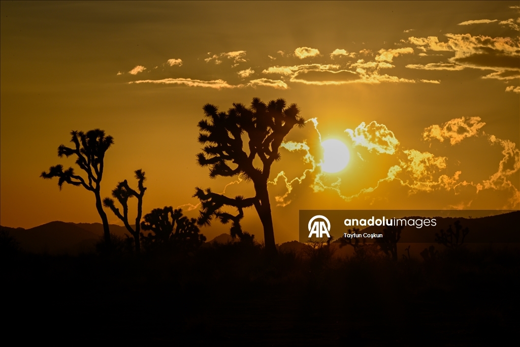 California’daki Joshua Tree Ulusal Parkı’nda gün batımı