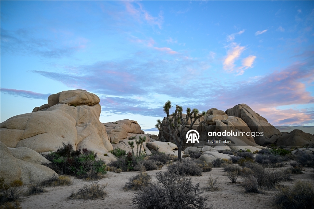 Kaliforniya’daki Joshua Tree Ulusal Parkı