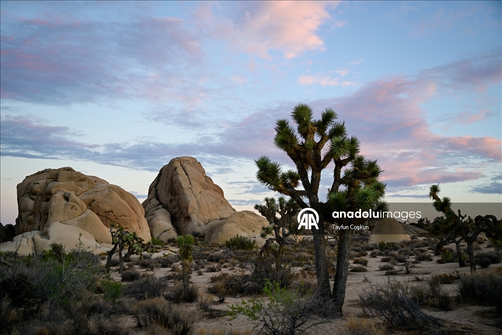 Kaliforniya’daki Joshua Tree Ulusal Parkı