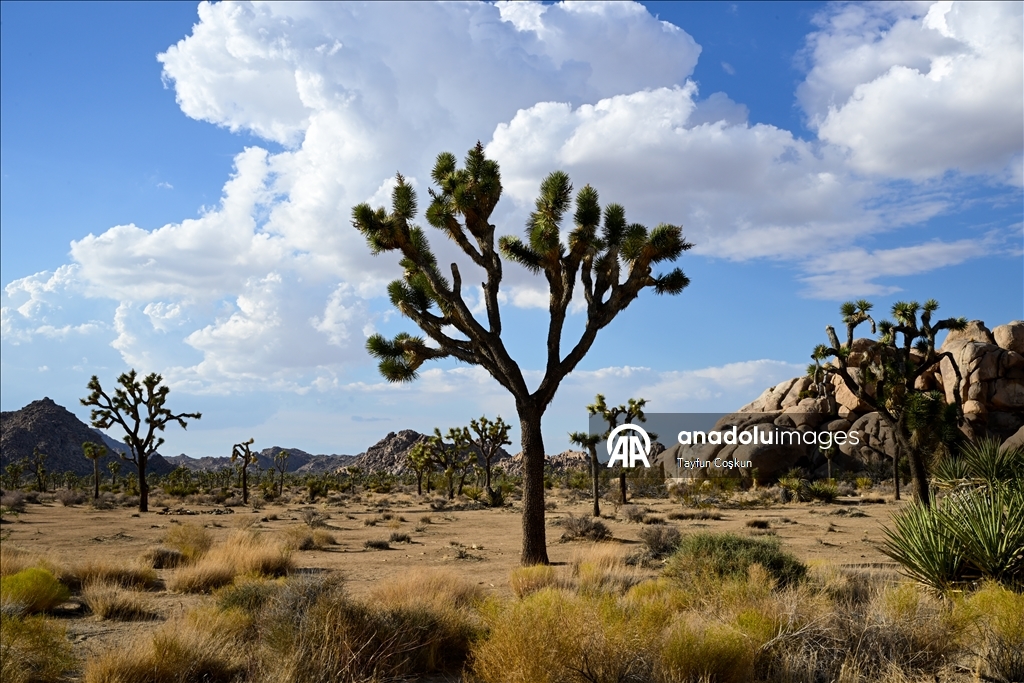 Kaliforniya’daki Joshua Tree Ulusal Parkı