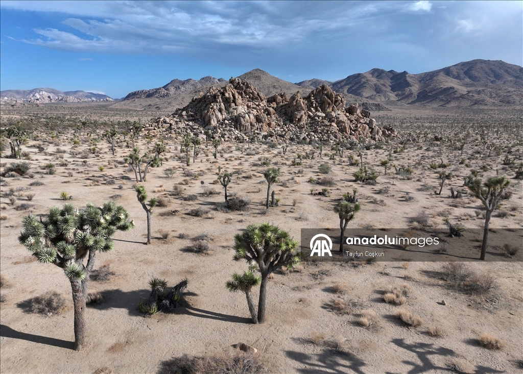 Kaliforniya’daki Joshua Tree Ulusal Parkı