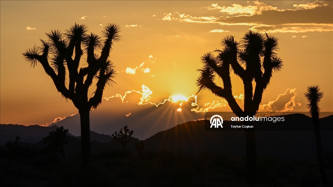 California’daki Joshua Tree Ulusal Parkı’nda gün batımı