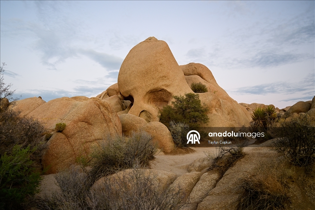 Kaliforniya’daki Joshua Tree Ulusal Parkı