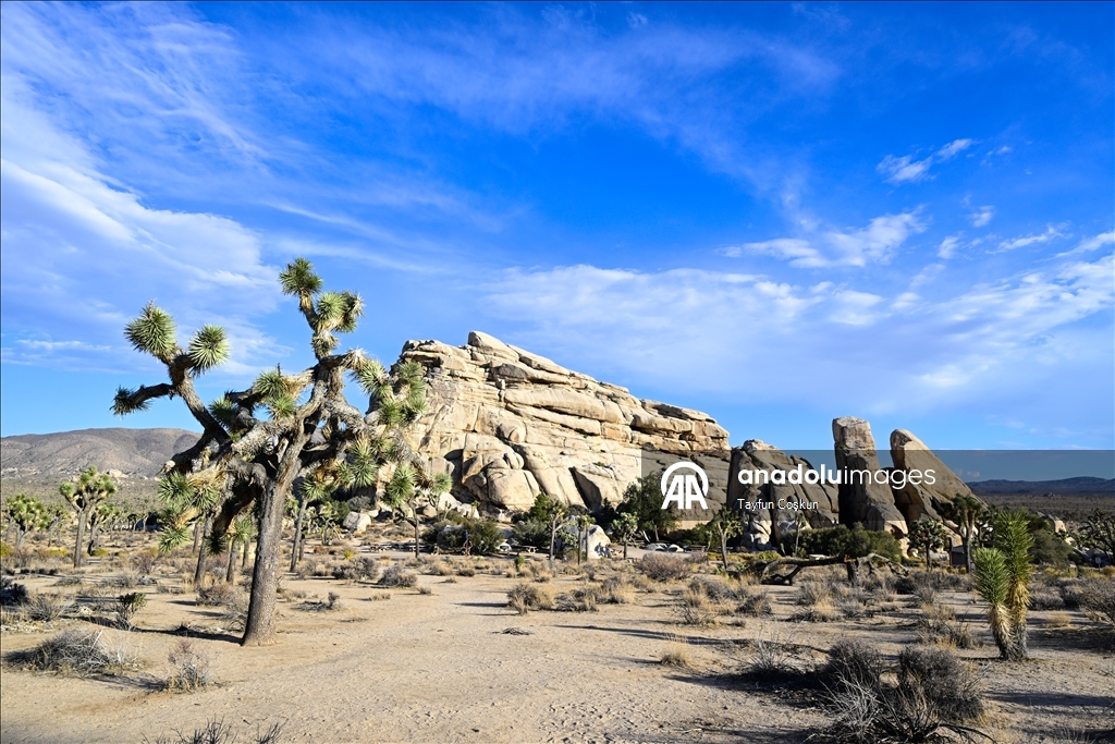 Kaliforniya’daki Joshua Tree Ulusal Parkı