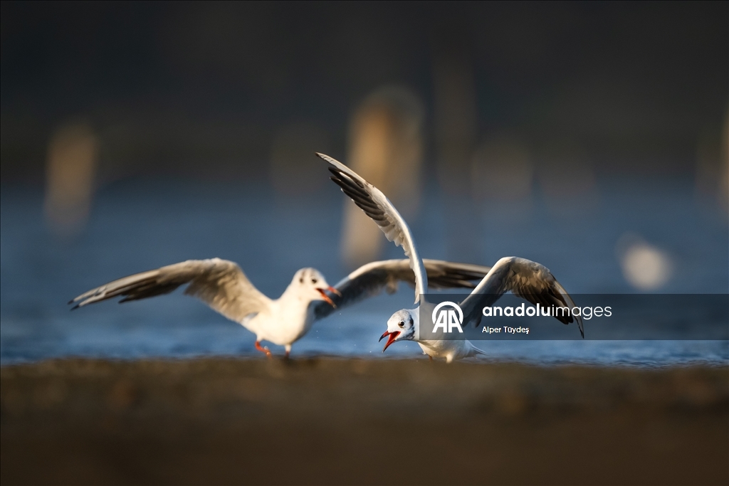 Martıların beslenme mücadelesi