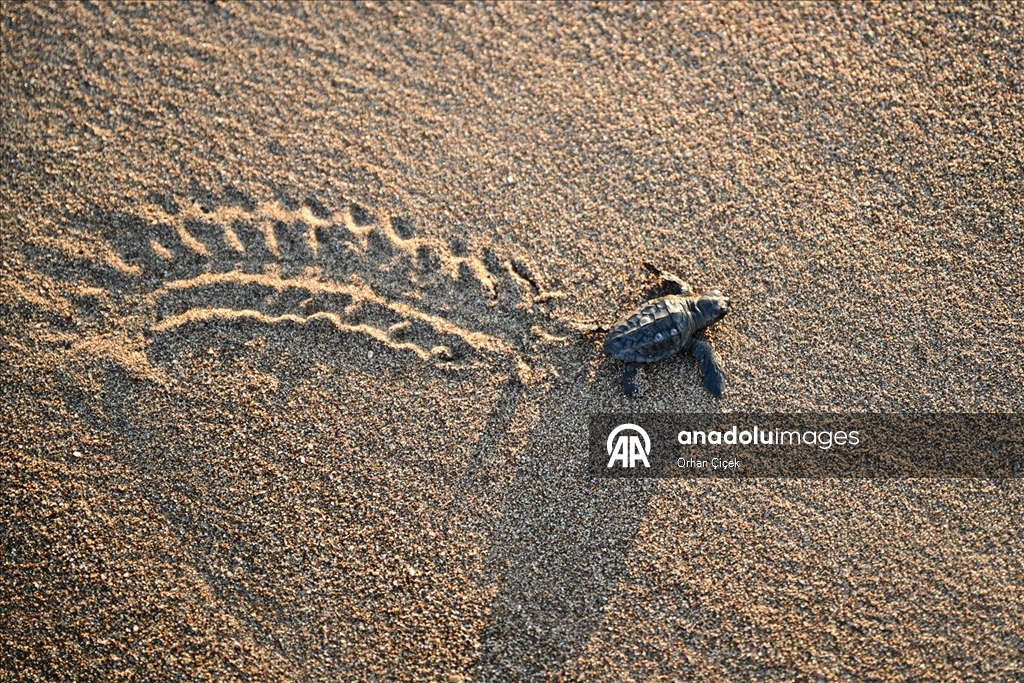 Antalya'da caretta caretta yavruları denizle buluştu