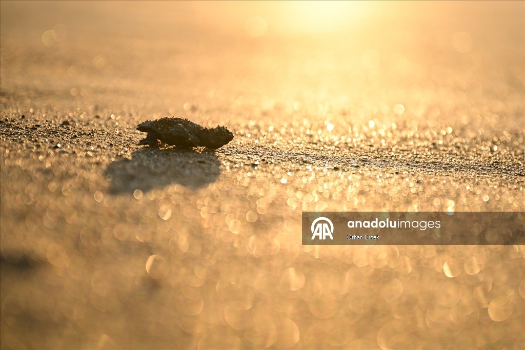Antalya'da caretta caretta yavruları denizle buluştu