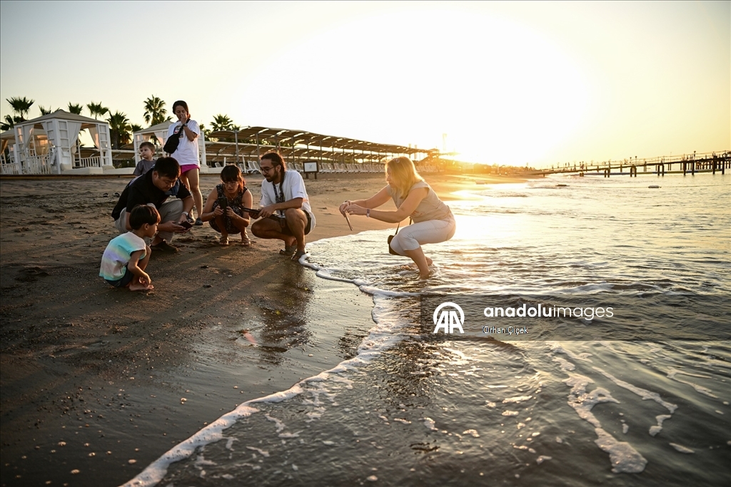 Antalya'da caretta caretta yavruları denizle buluştu