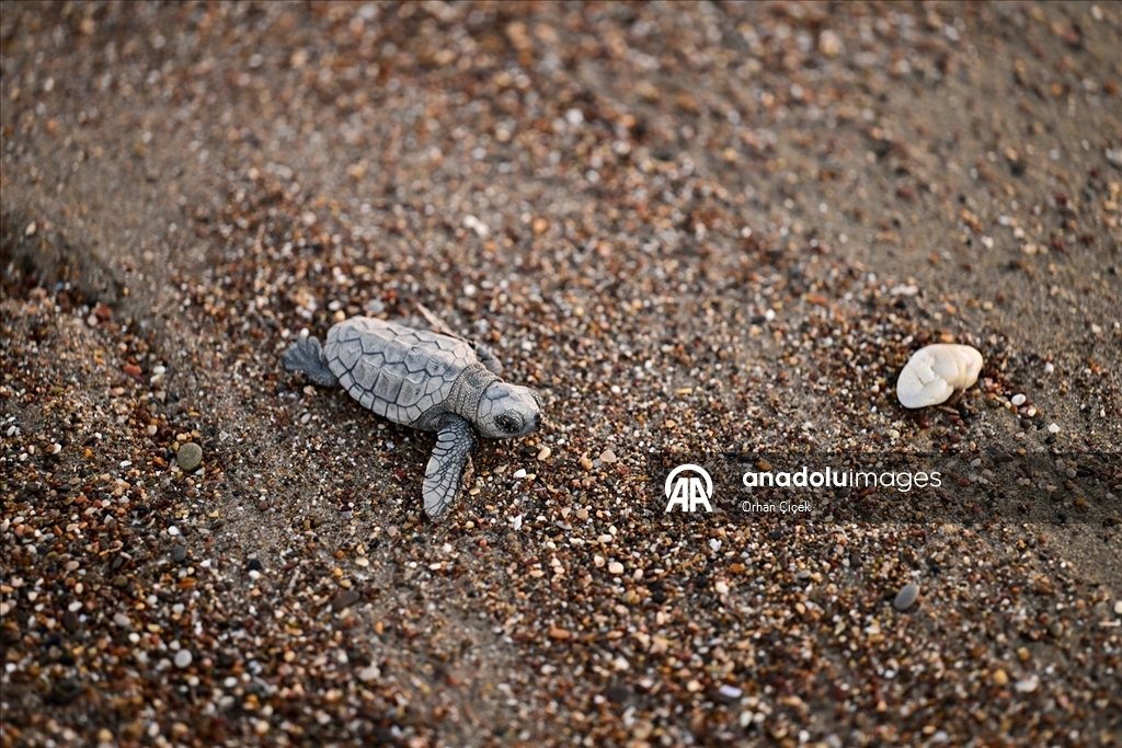 Antalya'da caretta caretta yavruları denizle buluştu