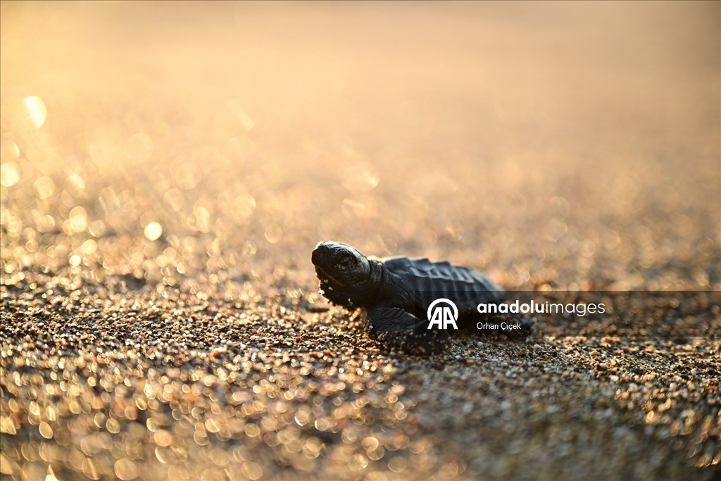 Antalya'da caretta caretta yavruları denizle buluştu