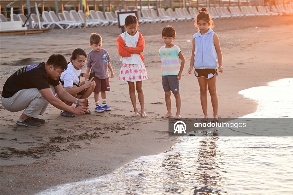 Antalya'da caretta caretta yavruları denizle buluştu