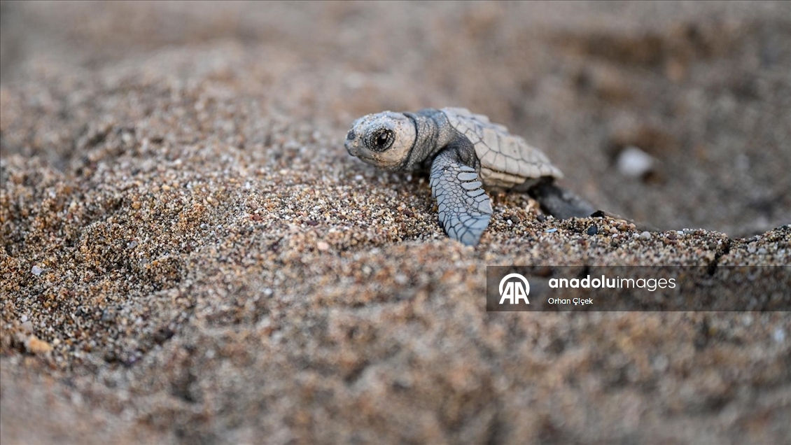 Antalya'da caretta caretta yavruları denizle buluştu