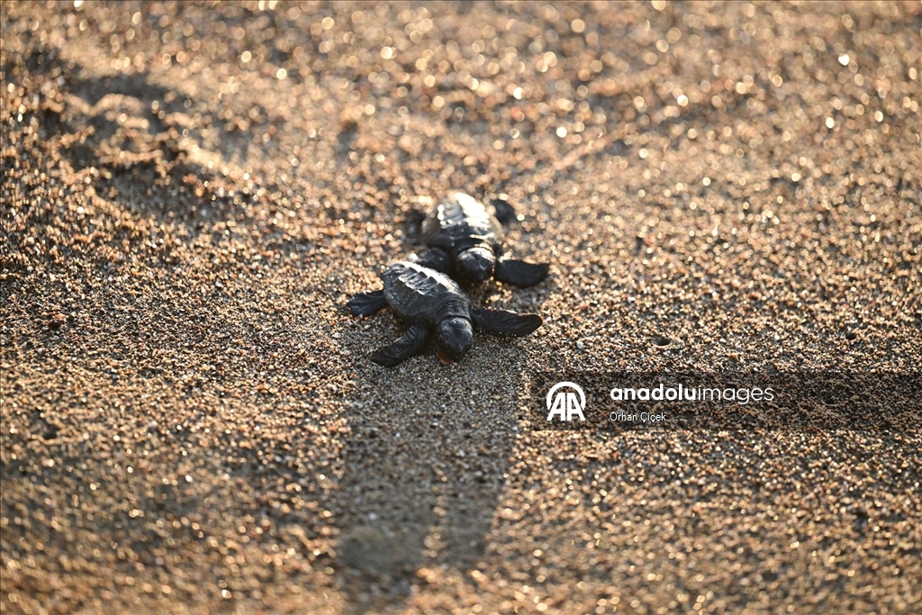 Antalya'da caretta caretta yavruları denizle buluştu