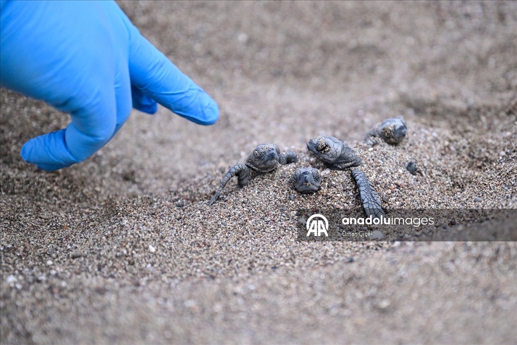 Antalya'da caretta caretta yavruları denizle buluştu