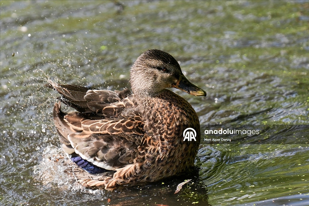 Toronto'daki High Park'ta doğal yaşam
