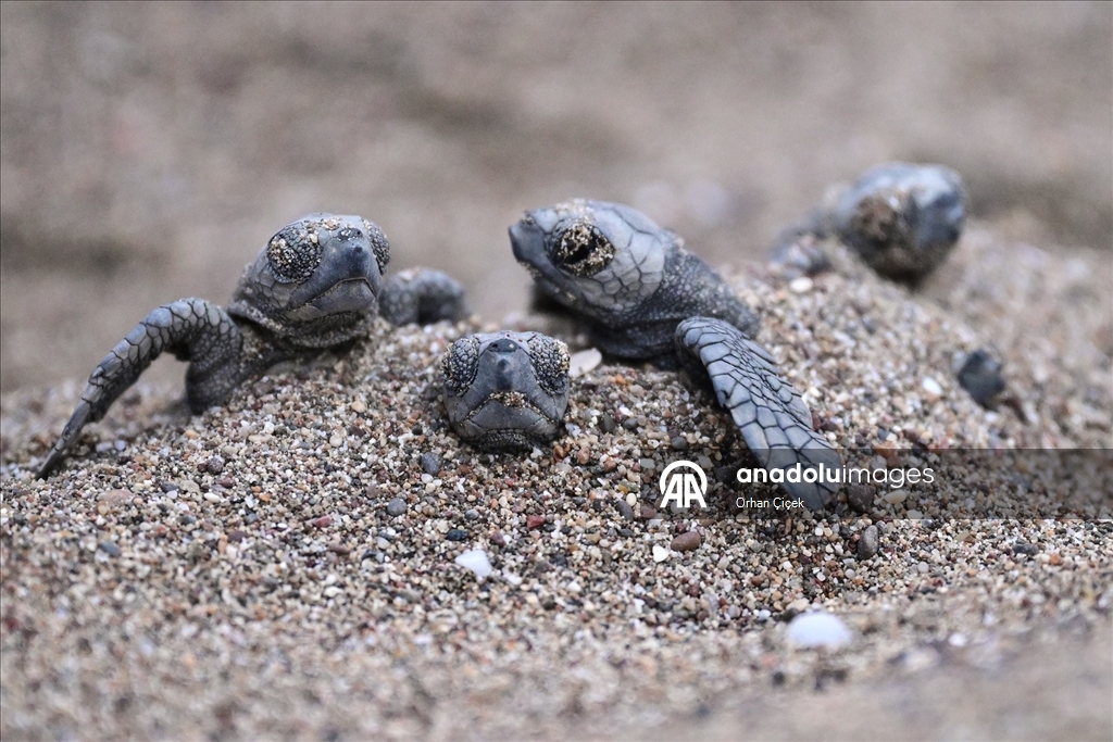 Antalya'da caretta caretta yavruları denizle buluştu
