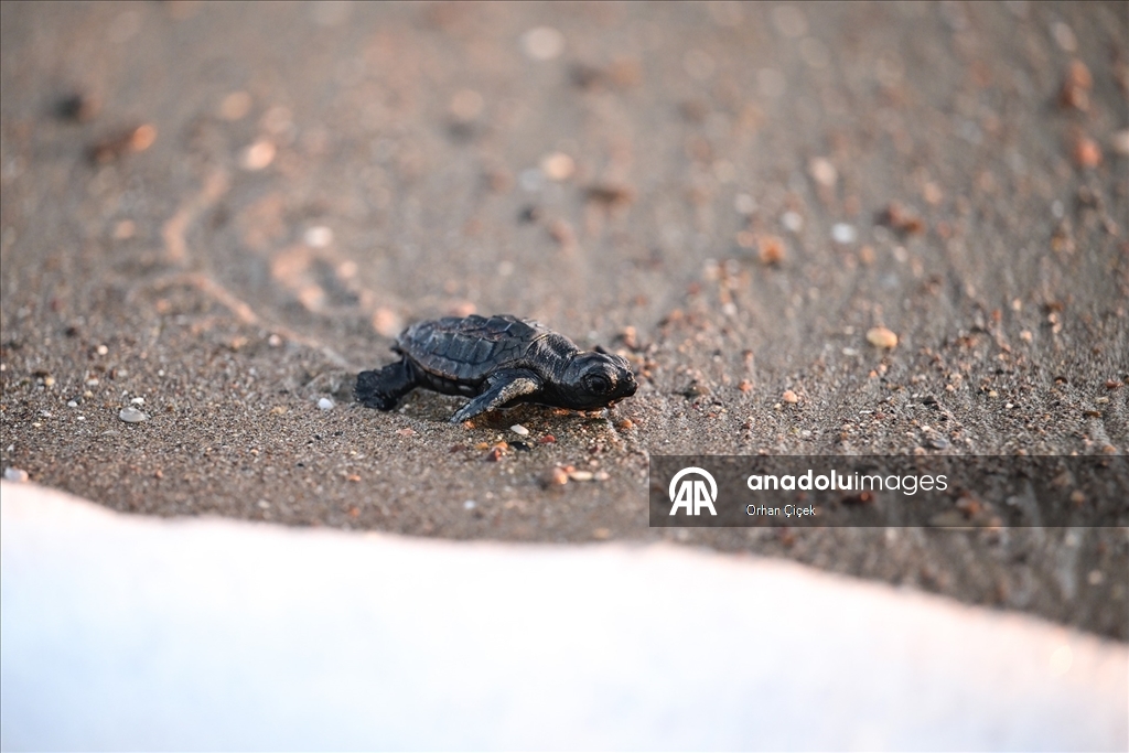 Antalya'da caretta caretta yavruları denizle buluştu