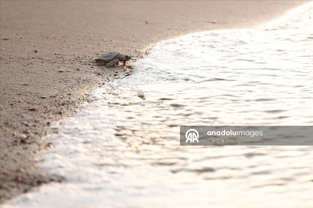 Antalya'da caretta caretta yavruları denizle buluştu