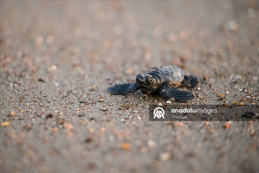 Antalya'da caretta caretta yavruları denizle buluştu