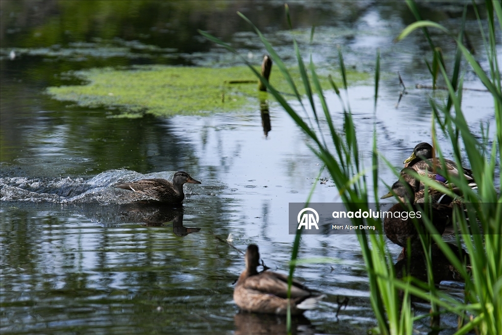 Toronto'daki High Park'ta doğal yaşam